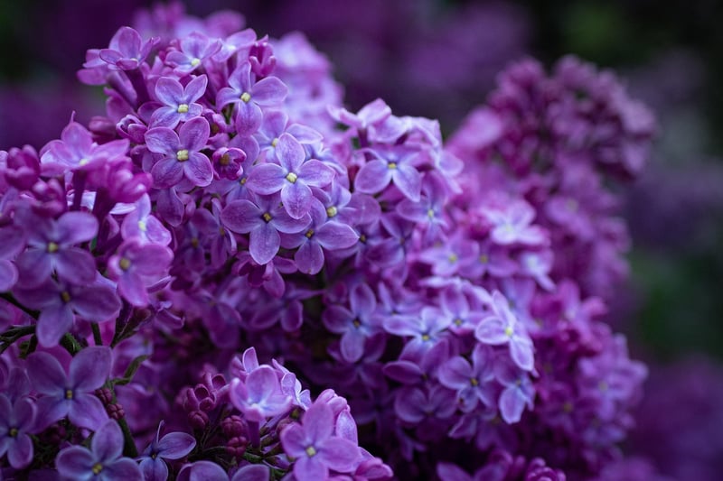 Aromatic Beauties